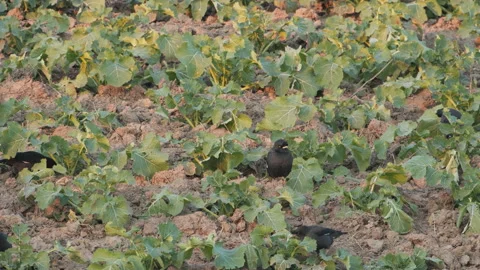 Birds in nature Stock Footage 244387607