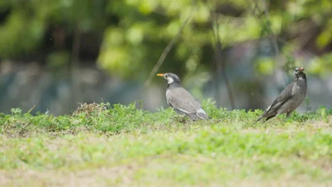 Birds in nature Stock Footage 244387620