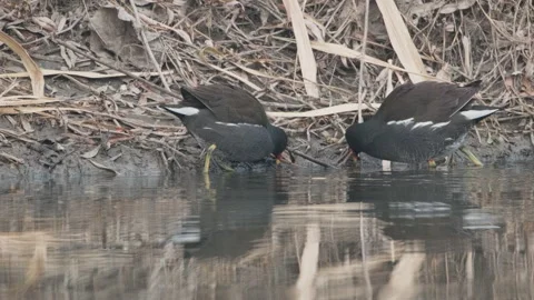 Birds in nature Stock Footage 244387652