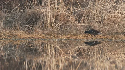 Birds in nature Stock Footage 244388606
