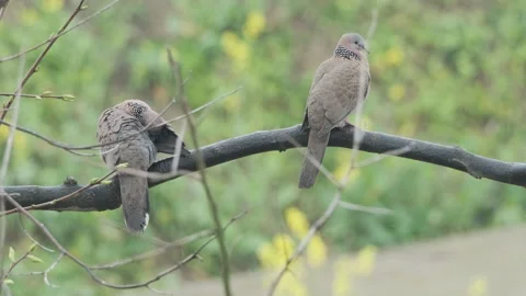 Birds in nature Stock Footage 244390042