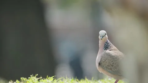 Birds in nature Stock Footage 244390106