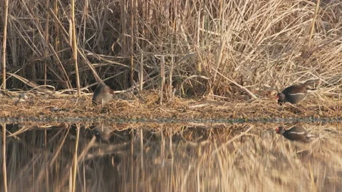 Birds in nature Stock Footage 244390174