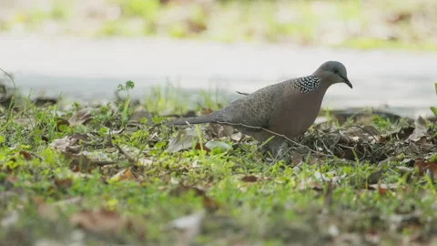 Birds in nature Stock Footage 244390233