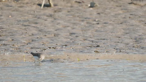 Birds in nature Stock Footage 244390707