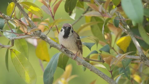 Birds in nature Stock-Footage 244390725