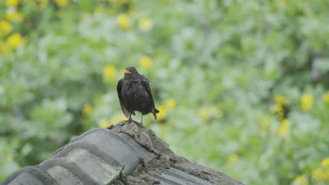 Birds in nature Stock Footage 244391277