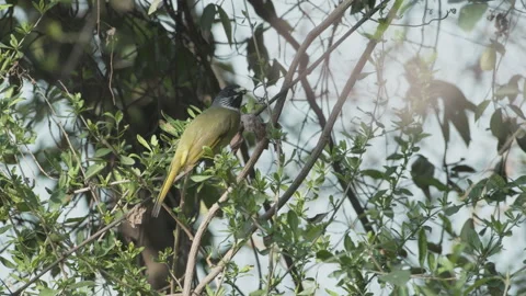 Birds in nature Stock Footage 244391281