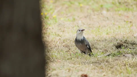 Birds in nature Stock Footage 244391289
