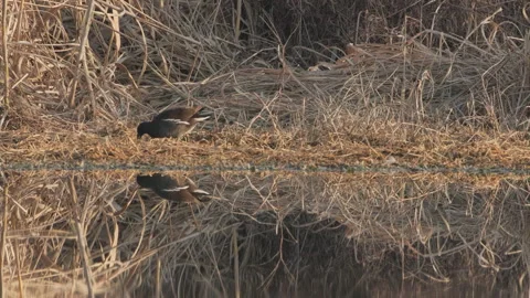 Birds in nature Stock Footage 244391700