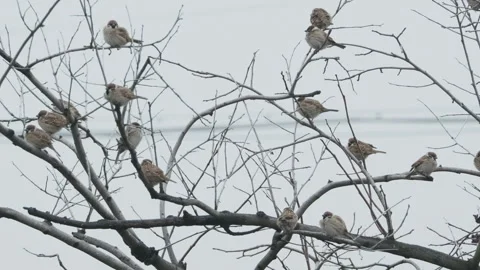 Birds in nature Stock Footage 244391713