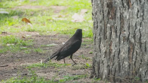 Birds in nature Stock Footage 244391714