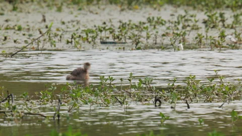 Birds in nature Stock Footage 244392151