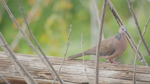 Birds in nature Stock Footage 244392156