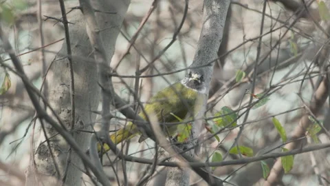 Birds in nature Stock Footage 244392160