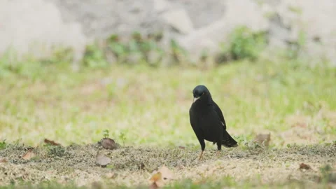 Birds in nature Stock Footage 244392512