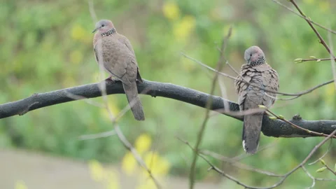 Birds in nature Stock Footage 244392523