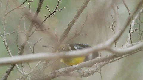 Birds in nature Stock Footage 244392542