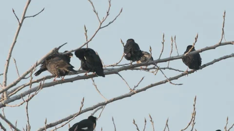 Birds in nature Stock Footage 244392943