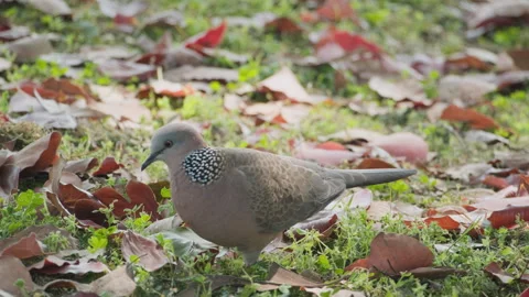 Birds in nature Stock Footage 244392950