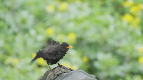 Birds in nature Stock Footage 244393177