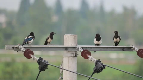 Birds in nature Stock Footage 244393182
