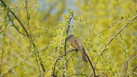 Birds in nature Stock Footage 244393186