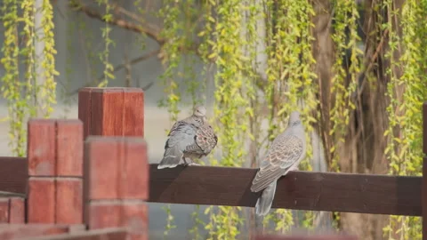Birds in nature Stock Footage 244393296