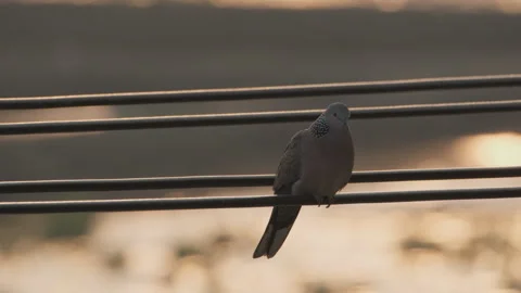 Birds in nature Stock Footage 244393322