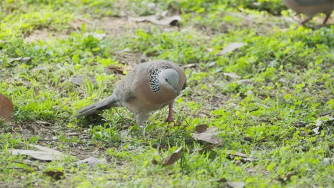 Birds in nature Stock Footage 244393345