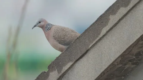 Birds in nature Stock Footage 244393413