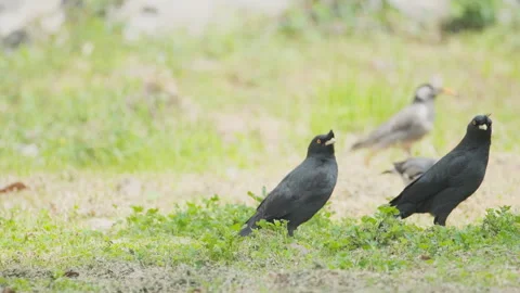 Birds in nature Stock Footage 244393431