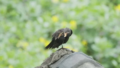 Birds in nature Stock Footage 244393457