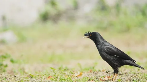 Birds in nature Stock Footage 244393508