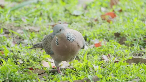Birds in nature Stock Footage 244393510