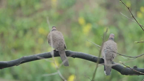 Birds in nature Stock Footage 244393611