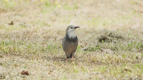 Birds in nature Stock Footage 244393723