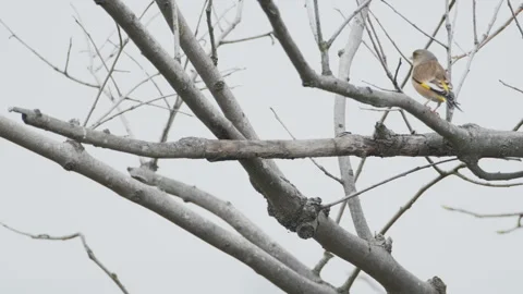 Birds in nature Stock Footage 244393728