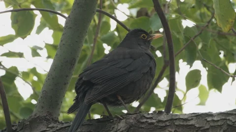 Birds in nature Stock Footage 244393746
