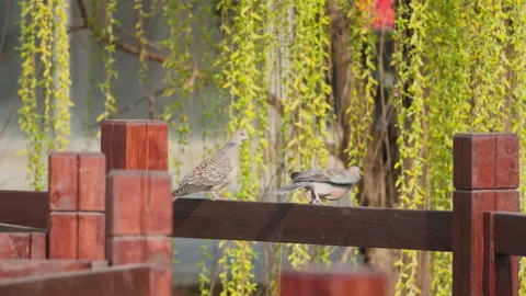Birds in nature Stock Footage 244393747