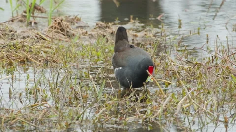 Birds in nature Stock Footage 244393822