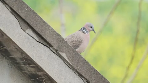 Birds in nature Stock Footage 244393842