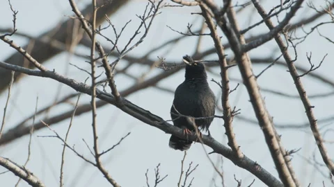 Birds in nature Stock Footage 244393865