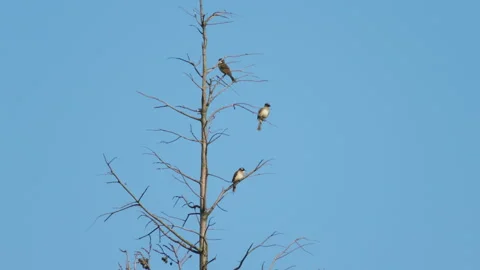 Birds in nature Stock Footage 244393880