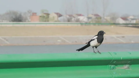 Birds in nature Stock Footage 244393911