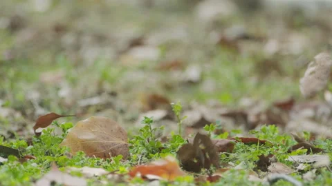 Birds in nature Stock Footage 244393953