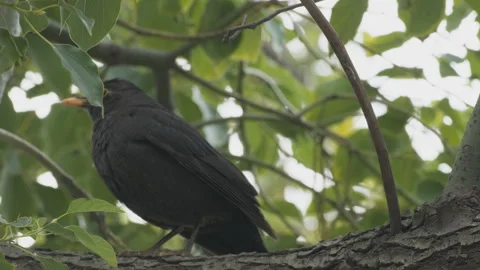 Birds in nature Stock Footage 244394020