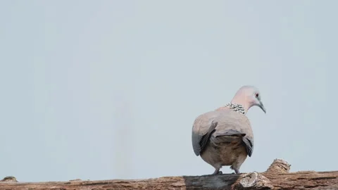 Birds in nature Stock Footage 244394049