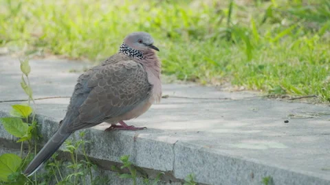 Birds in nature Stock Footage 244394050