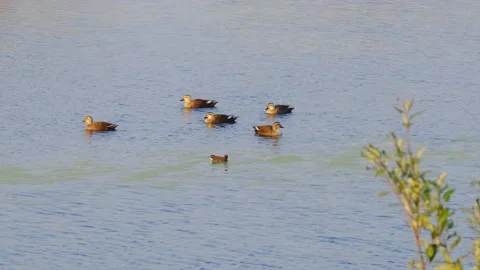 Birds in nature Stock Footage 244394080